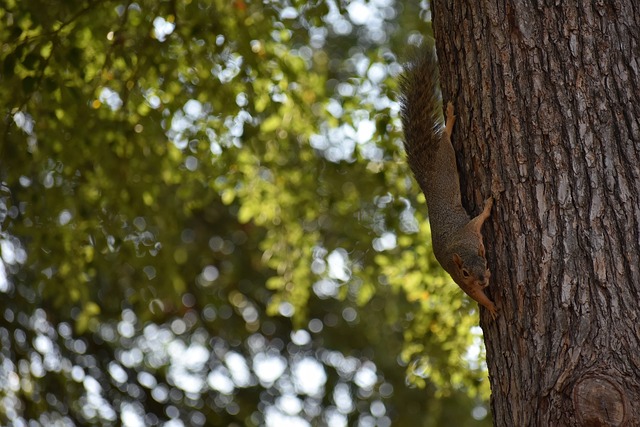 布冯：皮奥是今年意大利足球的亮点，他的特点有点像托尼