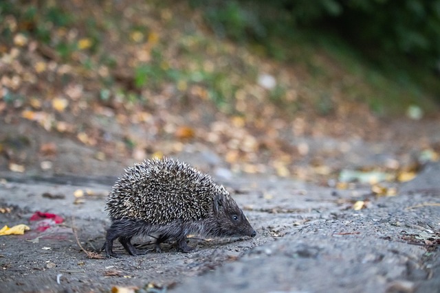 镰田大地：我预计玻利维亚会收缩防守，我们需要打出威胁进攻